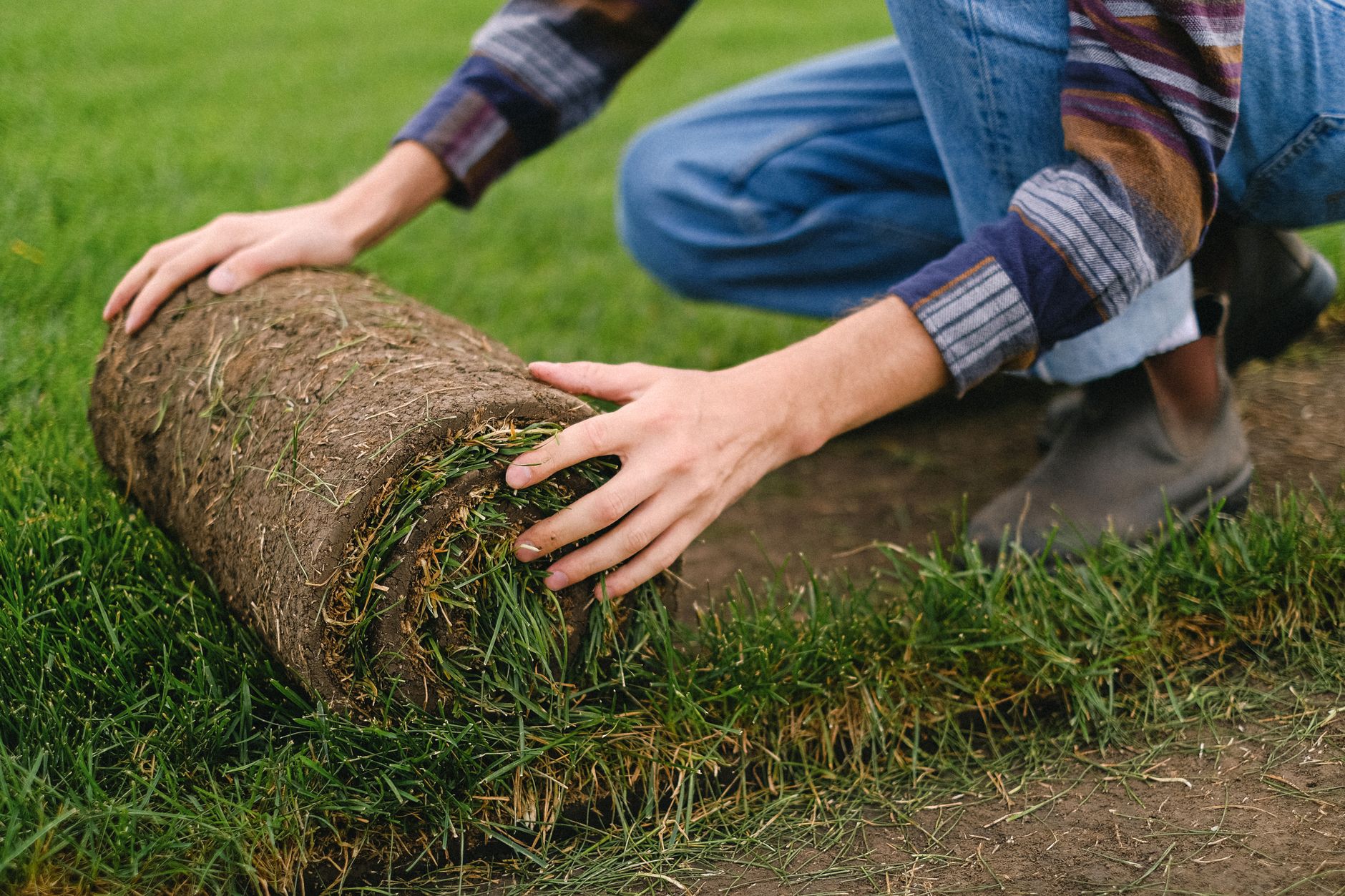 Landscaper laying a roll of new sod turf on a prepped lawn during installation