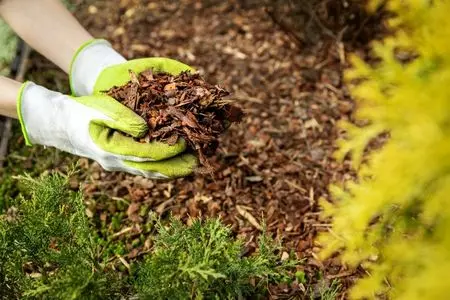 mulch installation