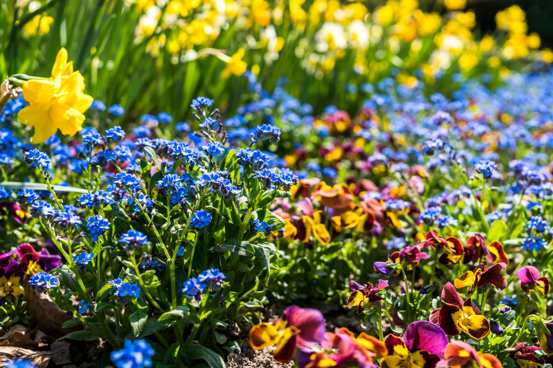 Vibrant flowers in full bloom during spring in a sunny garden, the kind of result a landscaping estimate visit plans toward