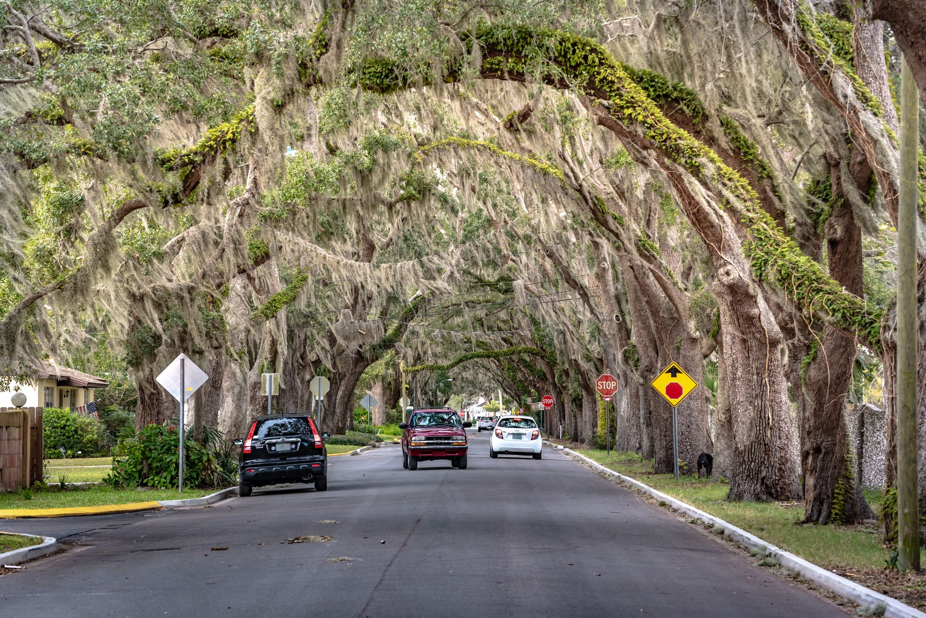 Tranquil Florida street lined with oak trees draped in Spanish moss, the kind of mature landscaping homeowners budget for.