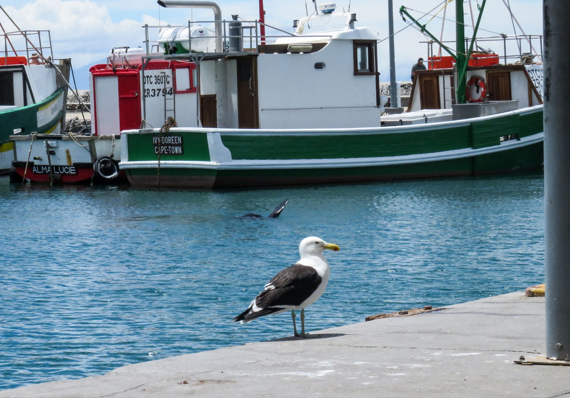 A seagull on a dock beside colorful fishing boats, a nod to the Treasure Coast setting local landscape design is built around