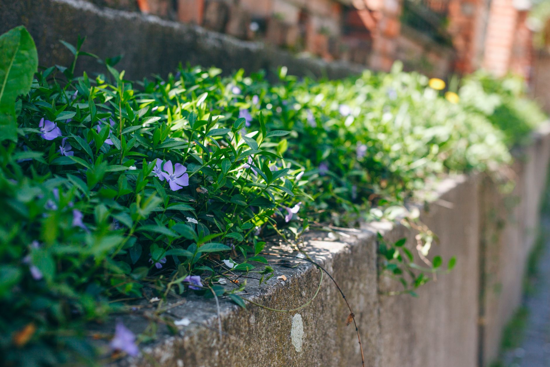 Bright purple flowers in lush greenery on a stone planter in a sunny Port St Lucie garden