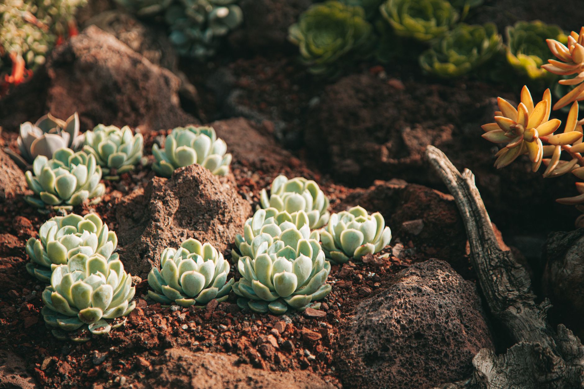 Vibrant succulents thriving among stones in a sunlit low maintenance garden bed