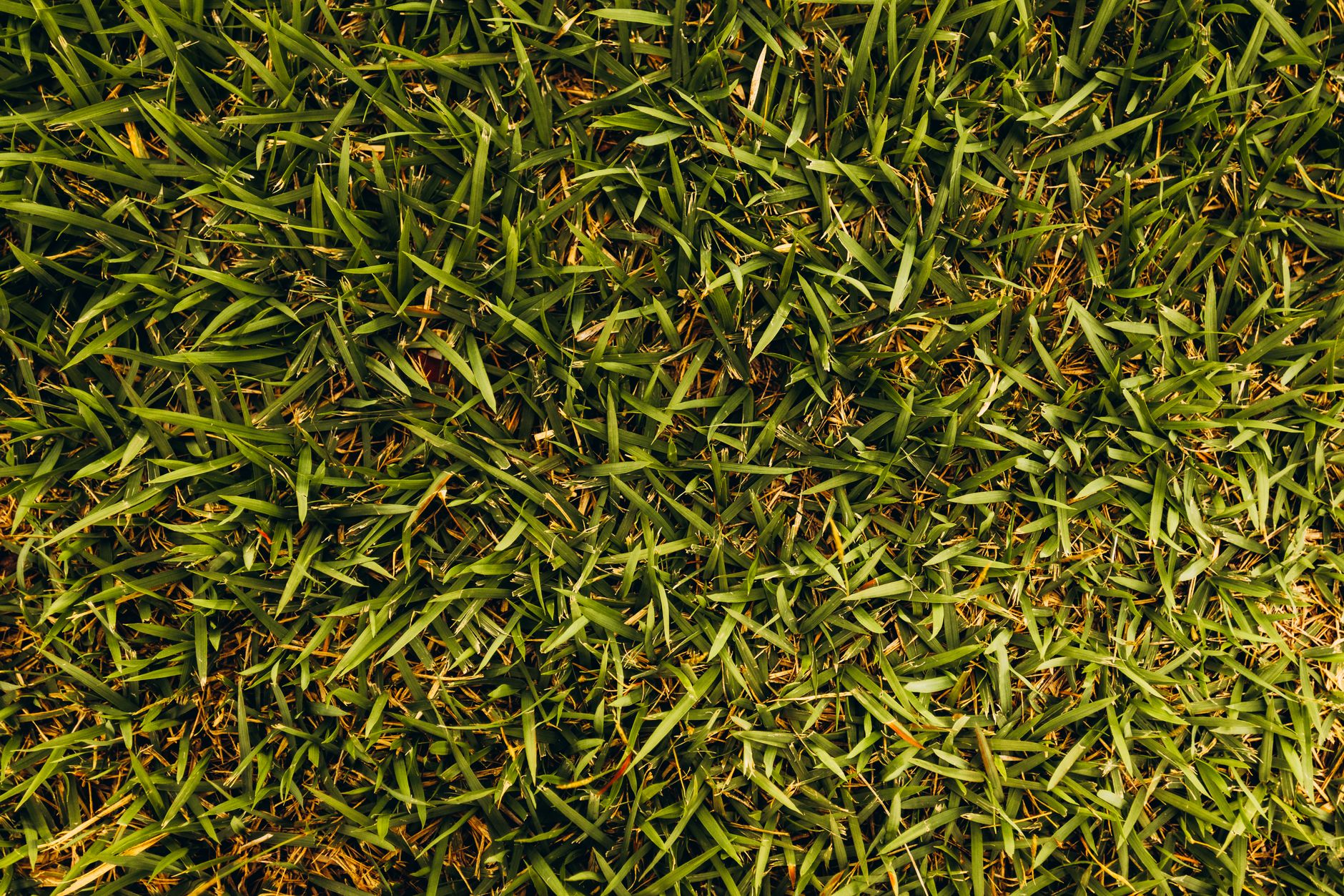 Close-up of healthy green sod texture after installation
